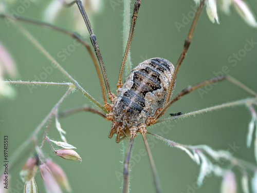 Weberknecht (Opiliones) photo