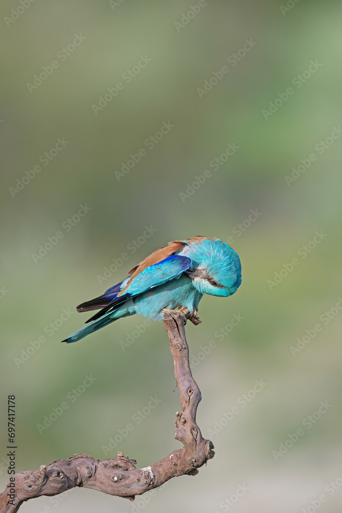 Obraz premium European Roller (Coracias garrulus) cleaning feathers on a branch.