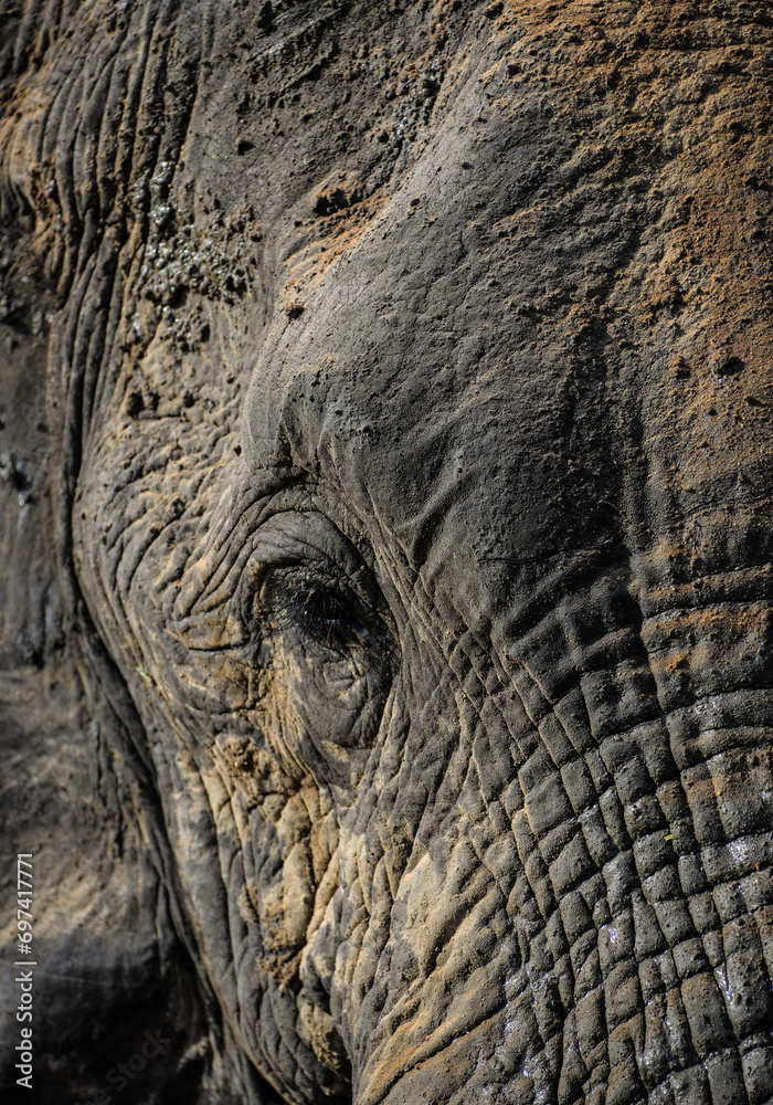 elephant skin texture elephant skin texture