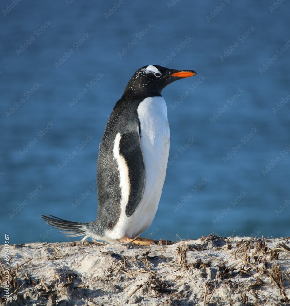Naklejka premium Gentoo Penguin by the sea