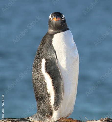 Gentoo penguin looking at the camera photo