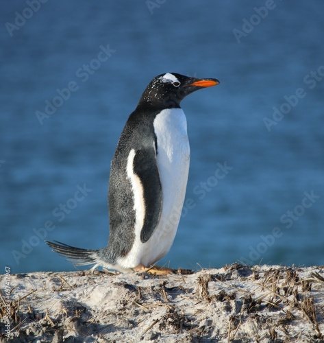 Gentoo Penguin by the sea
