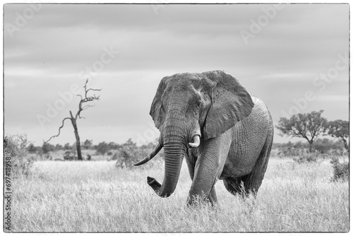 elefante solitario photo