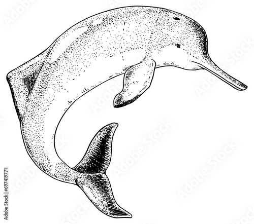 Baiji - vector illustration of extinct animal