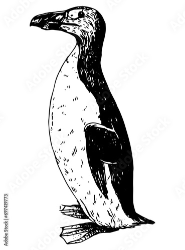 Great auk - vector illustration of extinct animal