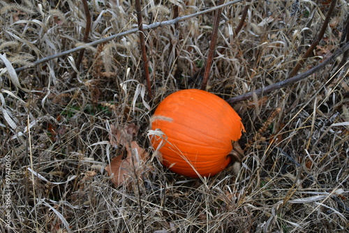 Pumpkin in a Resting Garden