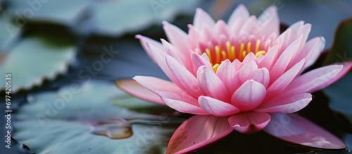 Close-up of a beautiful pink lotus flower, perfect for meditation.