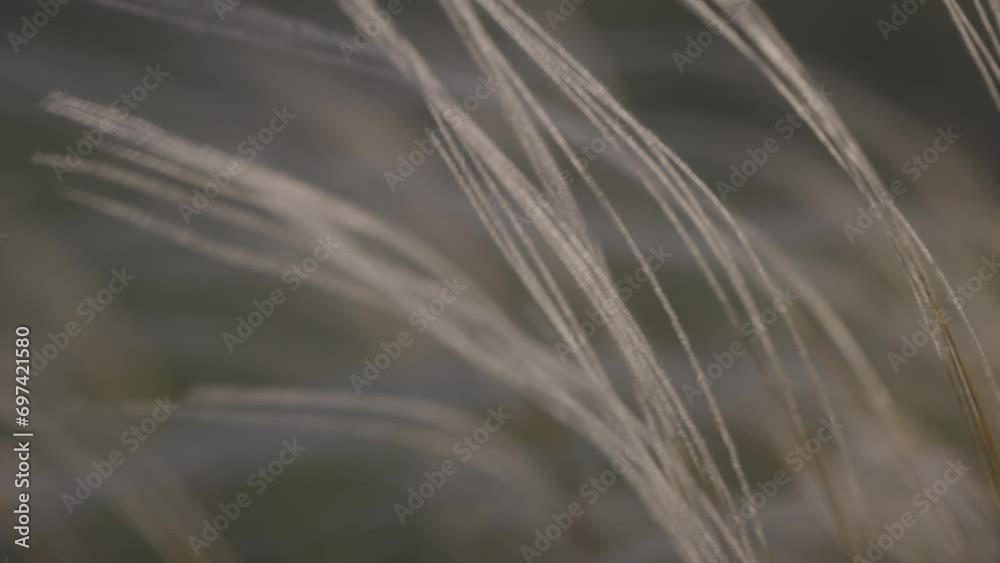 Feather grass - Lat. Stipa, in the spring steppe. Soft dreamy white grass feather swaying in wind with warm summer sun light, summer background. Slow motion 120fps, 10bit, ungraded C-LOG video.