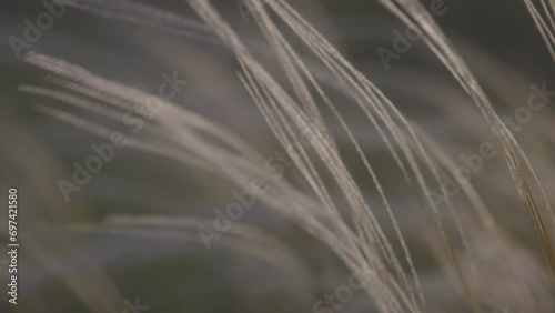 Feather grass - Lat. Stipa, in the spring steppe. Soft dreamy white grass feather swaying in wind with warm summer sun light, summer background. Slow motion 120fps, 10bit, ungraded C-LOG video. photo