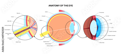 Eye anatomy poster