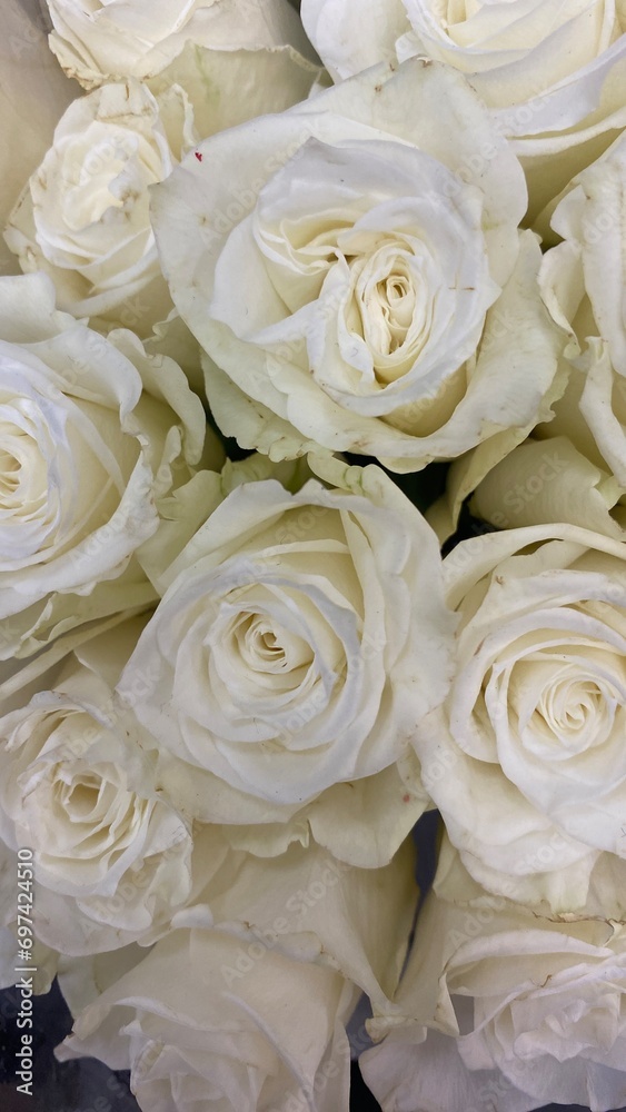 bouquet of white roses bouquet of white roses