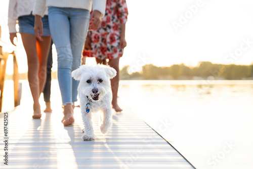 Dog walking on a dock near a lake in summer with family on vacation photo
