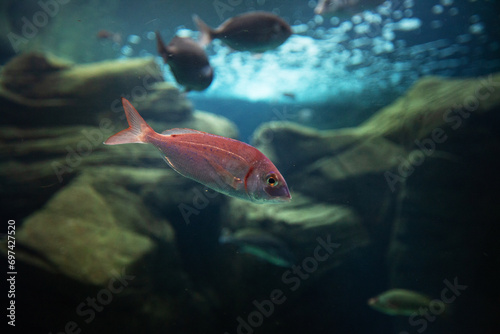 Fototapeta Naklejka Na Ścianę i Meble -  Exotic fish in an aquarium
