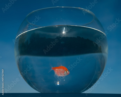 A goldfish swims in a round aquarium against a blue sky. 
