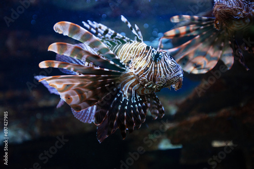 Exotic fish in an aquarium