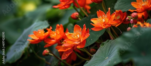 The Latin name for the Lotus Fire Vine is Lotus maculatus x berthelotii. photo