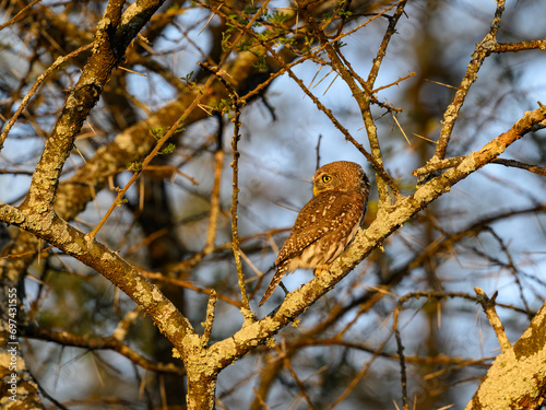 Pearl-spotted Owlet on tree branch at sunset in Ecuador