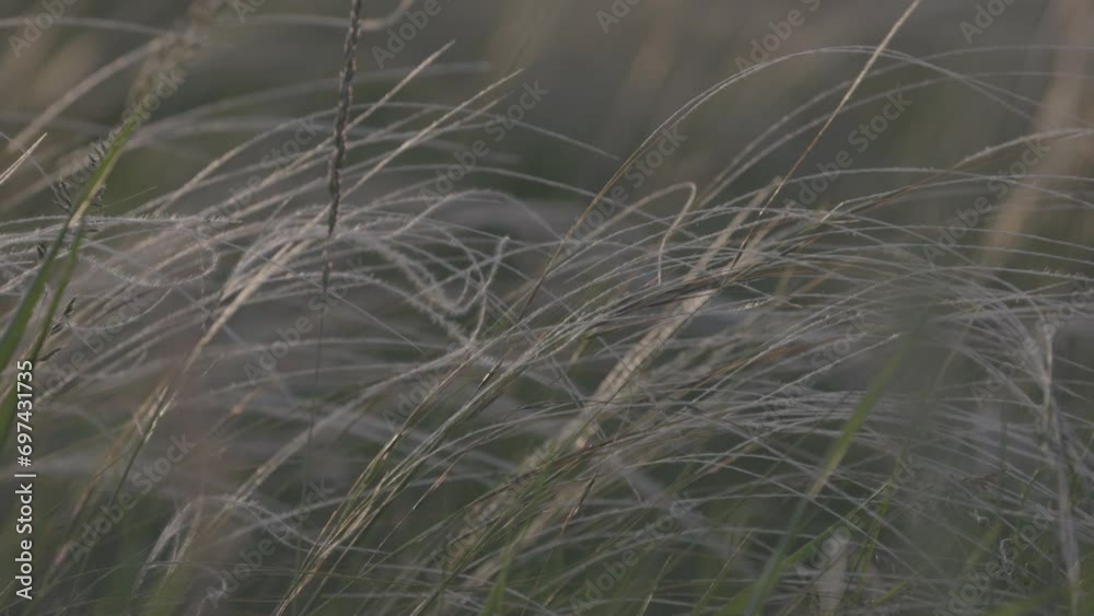 Feather grass - Lat. Stipa, in the spring steppe. Soft dreamy white grass feather swaying in wind with warm summer sun light, summer background. Slow motion 120fps, 10bit, ungraded C-LOG video.