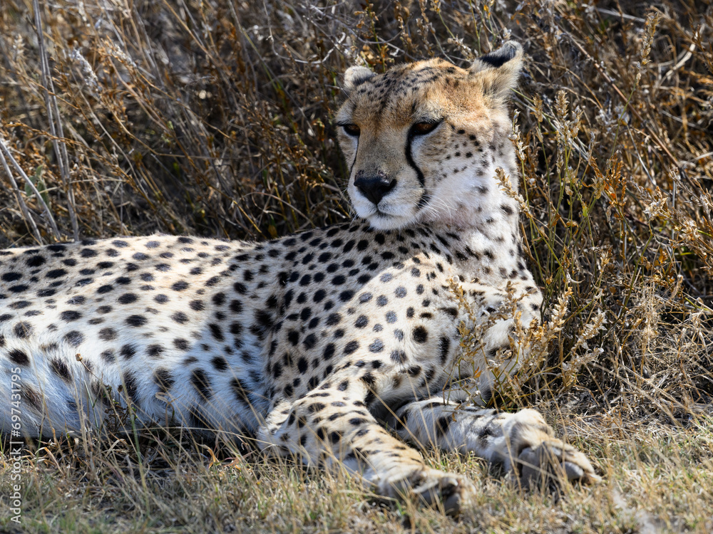 Young cheetah closeup portrait in savannah of Tanzania Young cheetah closeup portrait in savannah of Tanzania