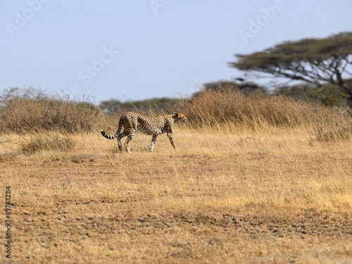 Fototapeta Naklejka Na Ścianę i Meble -  Cheetah walking on dry grass in Savannah of Tanzania