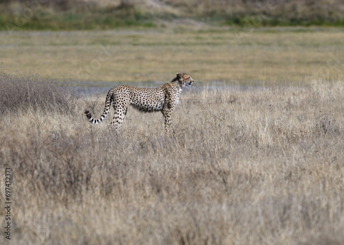 Cheetah standing on dry grass in savannah of Tanzania