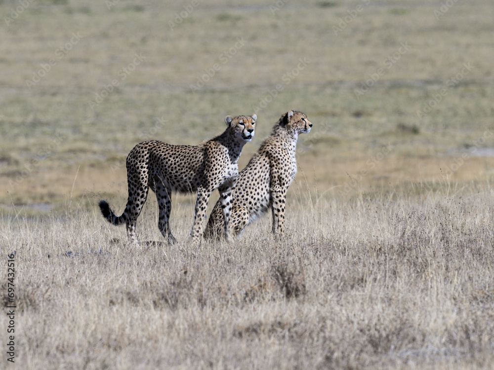 Two cheetah siblings standing on dry grass in savannah of Tanzania Two cheetah siblings standing on dry grass in savannah of Tanzania