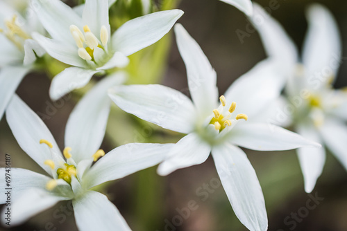 Beautiful flower garden star-of-bethlehem in bloom