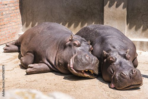 Two hippos sleep in the warmth of the sun in the zoo