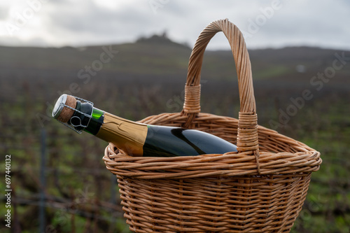 Bottle of Champagne wine in basket on Champagne grand cru vineyards near Verzenay, grape vines without leaves, green grass, wine making in France photo