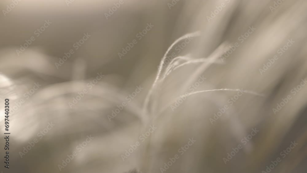 Feather grass - Lat. Stipa, in the spring steppe. Soft dreamy white grass feather swaying in wind with warm summer sun light, summer background. Slow motion 120fps, 10bit, ungraded C-LOG video.