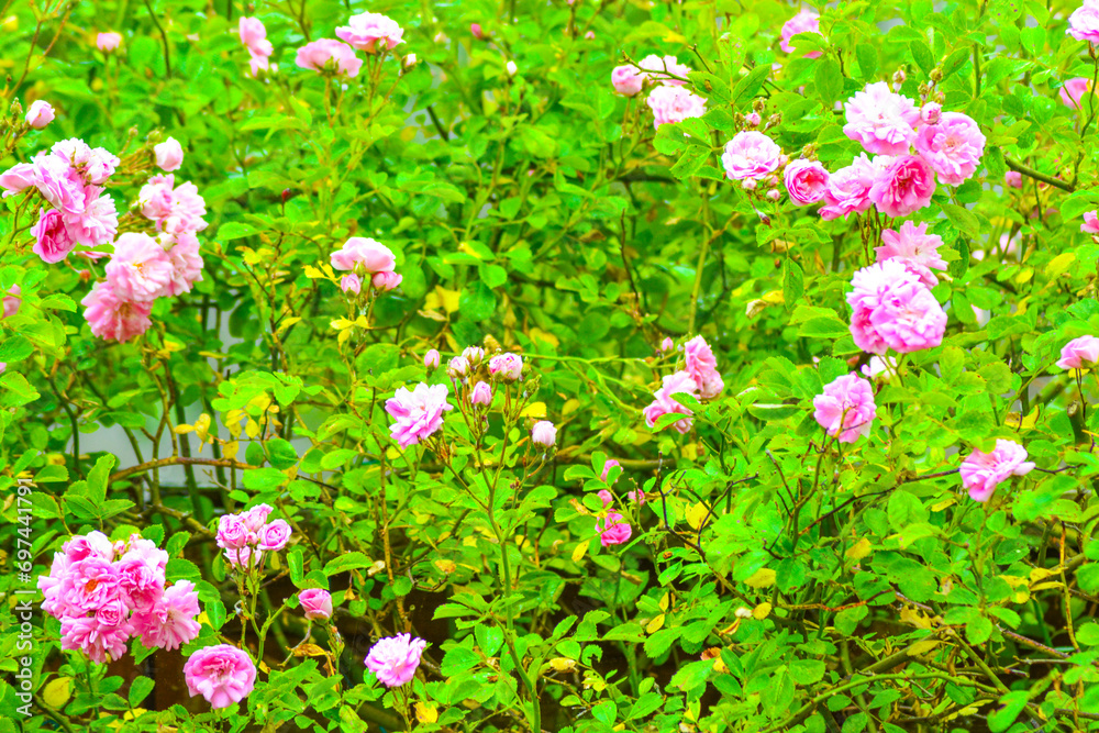 Pink Flowers of a Rambling Rose growing in a Garden. Pink Flowers of a Rambling Rose growing in a Garden.
