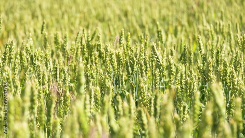 Green wheat ears waved by light wind in large agricultural field closeup. Wheat with green ears ripen in farmland field on summer day. Wheat plants crop cultivated in boundless farm field