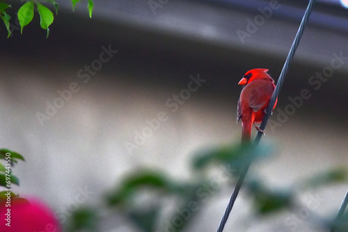 bird on a wire 2