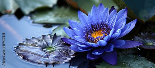 The psychoactive blue lotus flower (Nymphaea caerulea) is also called the Egyptian blue lotus and sacred blue lotus, blooming amidst its leaves. photo