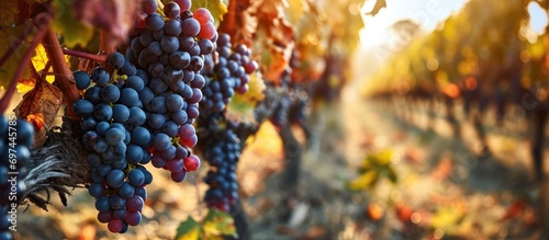 Text space among vineyard grapes.