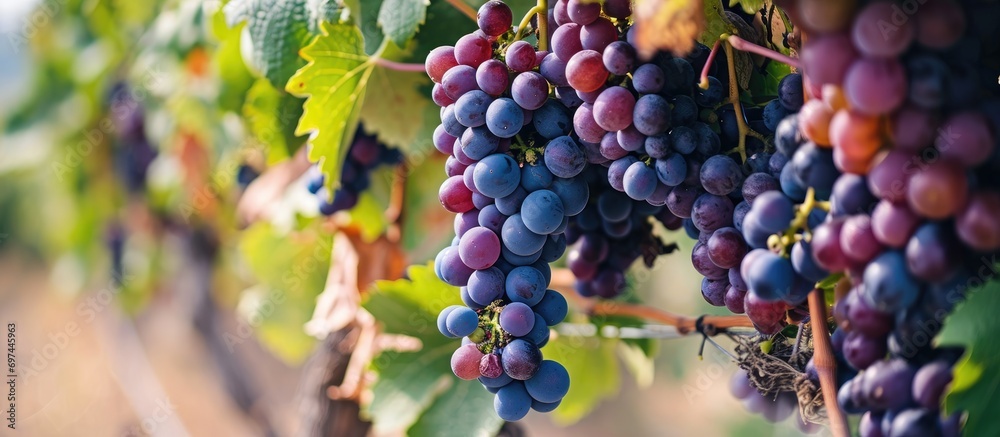 Varieties of grapes in Cappadocia, Turkey.