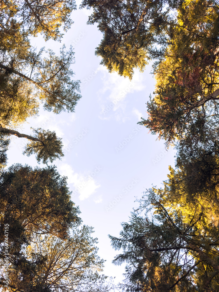 Obraz premium Looking up the trees