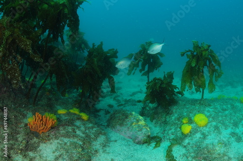 Blue maomao above rocky reef with seaweeds and colourful sponges. Location: Leigh New Zealand photo