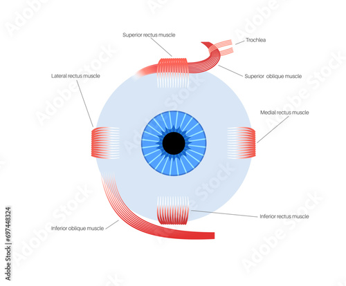 Extraocular muscles anatomy