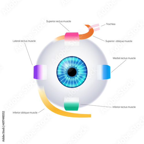 Extraocular muscles anatomy