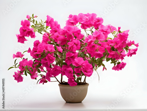 Bougainvillea flower in studio background, single bougainvillea flower, Beautiful flower, ai generated image