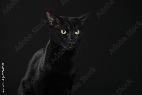 Adorable cat with green eyes on black background. Lovely pet