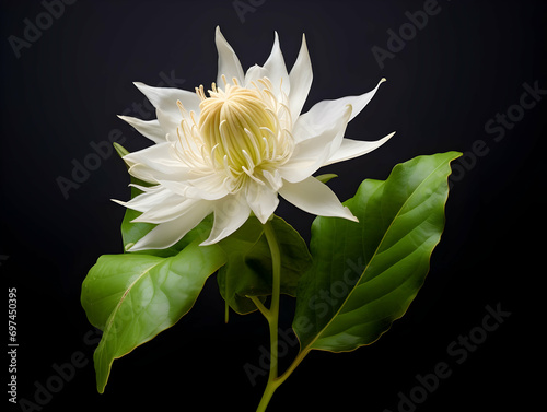 Brahma flower in studio background, single brahma flower, Beautiful flower, ai generated image photo