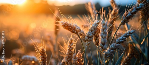 Morning wheat stalks photo