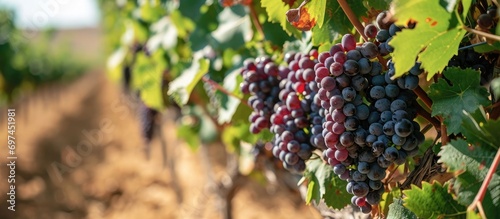 Ripening Tempranillo grapes in a vineyard in La Rioja, Spain.