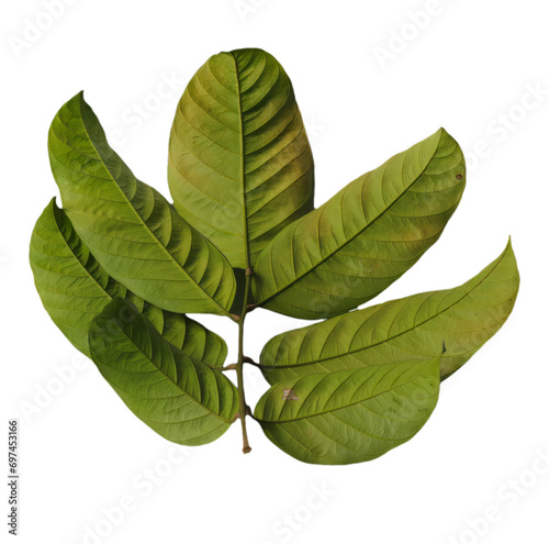 Green leaves isolated on white background with clipping path. Clipping path included.