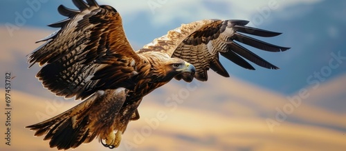 Golden eagle - predatory birds
