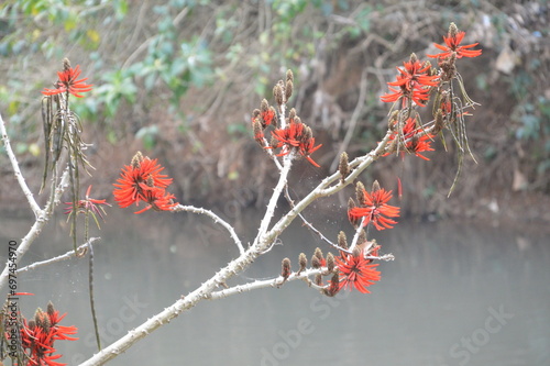 red berries in snow