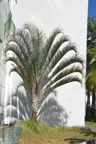 palm tree