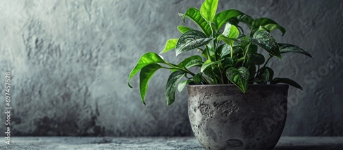 Isolated money plant in a pot on a gray background. photo